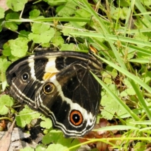 Tisiphone abeona at South East Forest National Park - 3 Feb 2024 01:50 PM