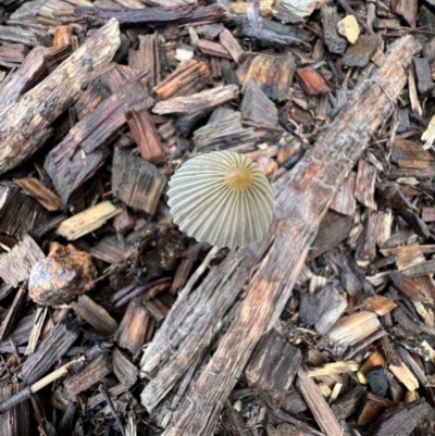 Parasola sp. (genus) (An Inkcap) at Murrumbateman, NSW - 5 Feb 2024 by SimoneC