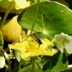 Syrphidae (family) (Unidentified Hover fly) at South East Forest National Park - 4 Feb 2024 by KMcCue