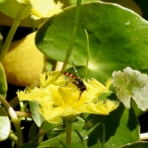 Syrphidae (family) at South East Forest National Park - 4 Feb 2024 09:53 AM