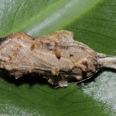 Tonica effractella (A Gelechioid moth (Depressidae)) at Brisbane City Botanic Gardens - 6 Feb 2024 by TimL