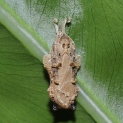 Tonica effractella at Brisbane City Botanic Gardens - 6 Feb 2024