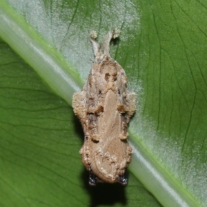 Tonica effractella at Brisbane City Botanic Gardens - 6 Feb 2024 01:06 PM