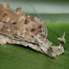 Tonica effractella at Brisbane City Botanic Gardens - 6 Feb 2024