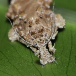 Tonica effractella at Brisbane City Botanic Gardens - 6 Feb 2024 01:06 PM