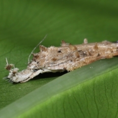 Tonica effractella at Brisbane City Botanic Gardens - 6 Feb 2024 01:06 PM