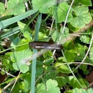 Hirudinea sp. (Class) at Nunnock Swamp - 4 Feb 2024