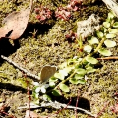 Zizina otis (Common Grass-Blue) at South East Forest National Park - 4 Feb 2024 by KMcCue