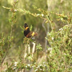 Tisiphone abeona at Nunnock Swamp - 4 Feb 2024 09:02 AM