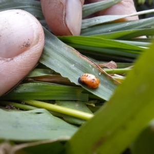 Harmonia conformis at Spence, ACT - 6 Feb 2024 04:56 PM