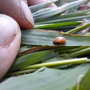 Harmonia conformis at Spence, ACT - 6 Feb 2024