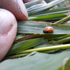 Harmonia conformis at Spence, ACT - 6 Feb 2024 04:56 PM