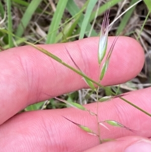 Rytidosperma caespitosum at Red Hill Nature Reserve - 29 Dec 2023