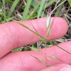 Rytidosperma caespitosum (Ringed Wallaby Grass) at Red Hill Nature Reserve - 29 Dec 2023 by Tapirlord