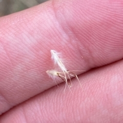 Rytidosperma caespitosum at Red Hill Nature Reserve - 29 Dec 2023 03:00 PM