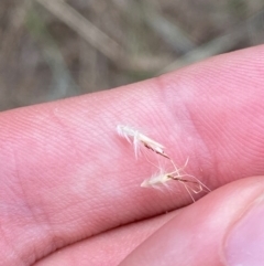 Rytidosperma caespitosum at Red Hill Nature Reserve - 29 Dec 2023