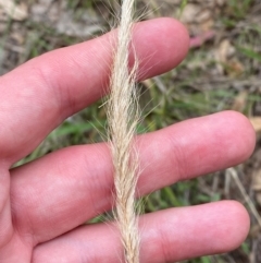 Dichelachne crinita (Long-hair Plume Grass) at Deakin, ACT - 29 Dec 2023 by Tapirlord