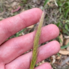 Dichelachne crinita at Red Hill Nature Reserve - 29 Dec 2023