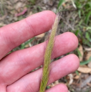 Dichelachne crinita at Red Hill Nature Reserve - 29 Dec 2023