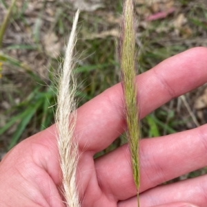 Dichelachne crinita at Red Hill Nature Reserve - 29 Dec 2023