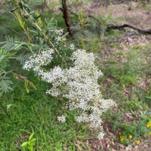 Bursaria spinosa subsp. lasiophylla at Red Hill Nature Reserve - 29 Dec 2023