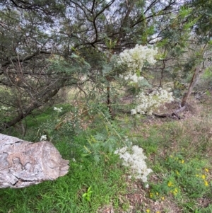 Bursaria spinosa subsp. lasiophylla at Red Hill Nature Reserve - 29 Dec 2023