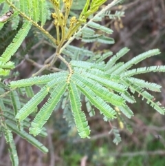 Acacia mearnsii (Black Wattle) at Red Hill, ACT - 29 Dec 2023 by Tapirlord