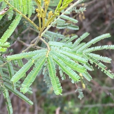 Acacia mearnsii (Black Wattle) at Red Hill Nature Reserve - 29 Dec 2023 by Tapirlord