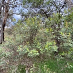 Acacia mearnsii at Red Hill Nature Reserve - 29 Dec 2023