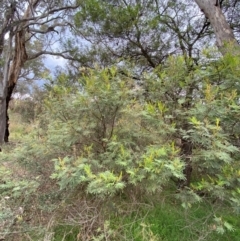 Acacia mearnsii at Red Hill Nature Reserve - 29 Dec 2023