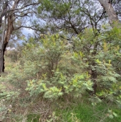 Acacia mearnsii at Red Hill Nature Reserve - 29 Dec 2023 02:59 PM