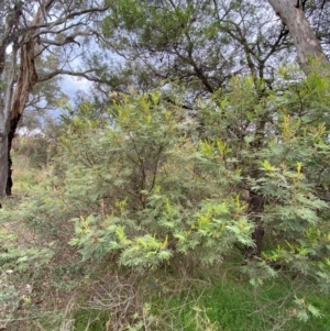 Acacia mearnsii at Red Hill Nature Reserve - 29 Dec 2023