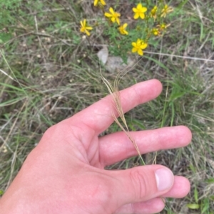 Anthosachne scabra at Red Hill to Yarralumla Creek - 29 Dec 2023