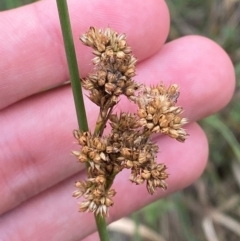 Juncus australis (Australian Rush) at Red Hill Nature Reserve - 29 Dec 2023 by Tapirlord