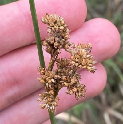 Juncus australis (Australian Rush) at Red Hill Nature Reserve - 29 Dec 2023 by Tapirlord