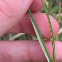 Juncus australis at Red Hill to Yarralumla Creek - 29 Dec 2023