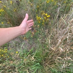 Juncus australis at Red Hill to Yarralumla Creek - 29 Dec 2023