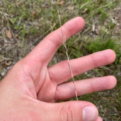 Aristida ramosa (Purple Wire Grass) at Federal Golf Course - 29 Dec 2023 by Tapirlord