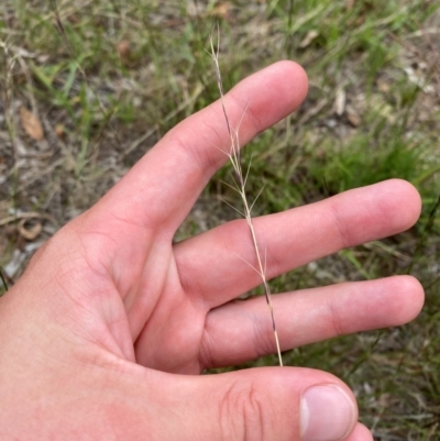 Aristida ramosa (Purple Wire Grass) at GG117 - 29 Dec 2023 by Tapirlord