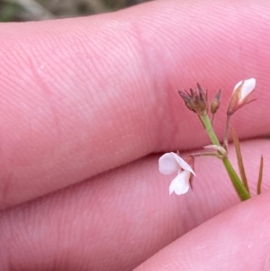 Grona varians at Red Hill to Yarralumla Creek - 29 Dec 2023