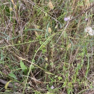 Grona varians at Red Hill to Yarralumla Creek - 29 Dec 2023