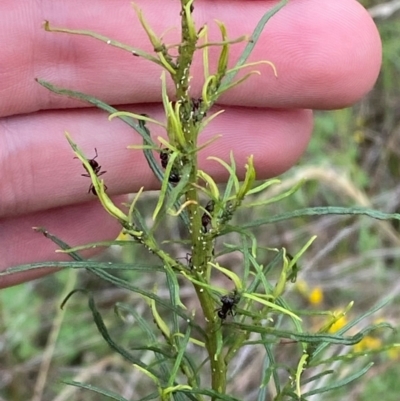 Cassinia quinquefaria (Rosemary Cassinia) at Federal Golf Course - 29 Dec 2023 by Tapirlord