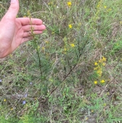 Cassinia quinquefaria at Red Hill to Yarralumla Creek - 29 Dec 2023