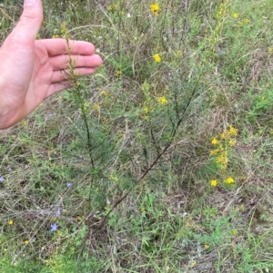 Cassinia quinquefaria at Red Hill to Yarralumla Creek - 29 Dec 2023