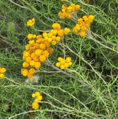Chrysocephalum semipapposum (Clustered Everlasting) at Federal Golf Course - 29 Dec 2023 by Tapirlord