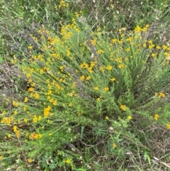 Chrysocephalum semipapposum at Red Hill to Yarralumla Creek - 29 Dec 2023