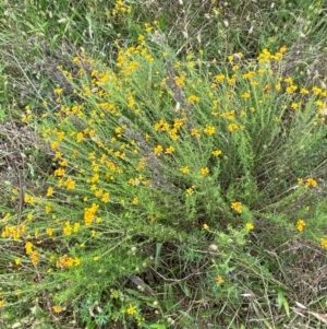 Chrysocephalum semipapposum at Red Hill to Yarralumla Creek - 29 Dec 2023 02:54 PM