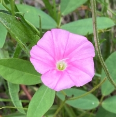 Convolvulus angustissimus subsp. angustissimus (Australian Bindweed) at Red Hill, ACT - 29 Dec 2023 by Tapirlord