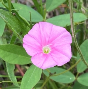 Convolvulus angustissimus subsp. angustissimus at Federal Golf Course - 29 Dec 2023