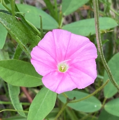 Convolvulus angustissimus subsp. angustissimus (Australian Bindweed) at Red Hill, ACT - 29 Dec 2023 by Tapirlord